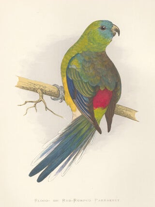 Blood- or Red-Rumped Parrakeet. Parrots in Captivity.
