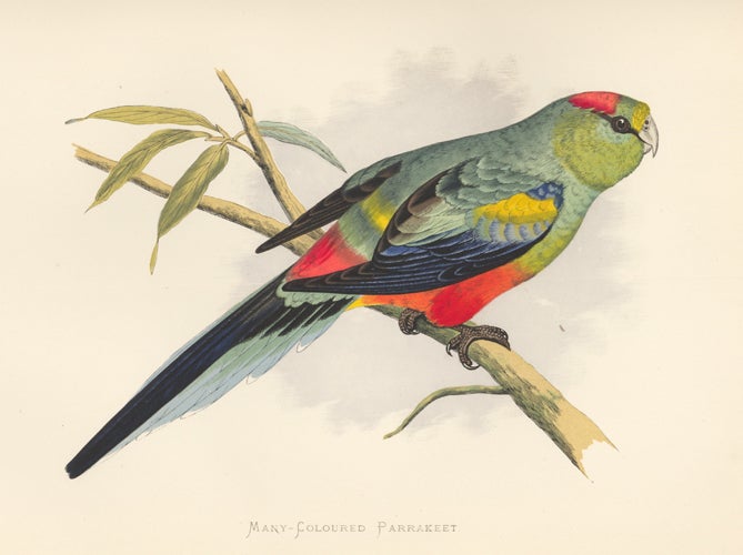 Item nr. 155541 Many-Coloured Parrakeet. Parrots in Captivity. William Thomas Greene.