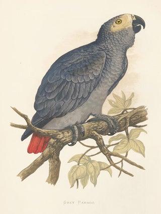 Grey Parrot. Parrots in Captivity.