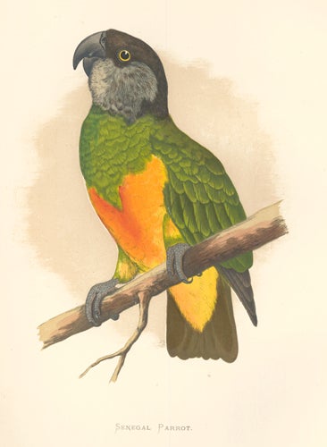 Item nr. 155545 Senegal Parrot. Parrots in Captivity. William Thomas Greene.