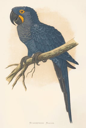 Hyacinthine Macaw. Parrots in Captivity.