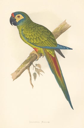 Item nr. 155550 Illiger's Macaw. Parrots in Captivity. William Thomas Greene