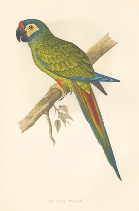 Illiger's Macaw. Parrots in Captivity.