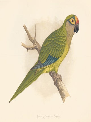 Golden-Crowned Conure. Parrots in Captivity.