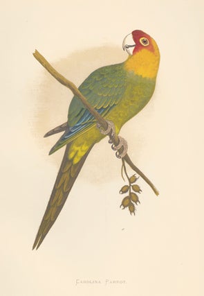 Item nr. 155552 Carolina Parrot. Parrots in Captivity. William Thomas Greene