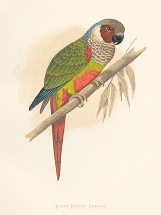 Item nr. 155553 White-Eared Conure. Parrots in Captivity. William Thomas Greene
