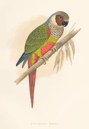 Item nr. 155553 White-Eared Conure. Parrots in Captivity. William Thomas Greene