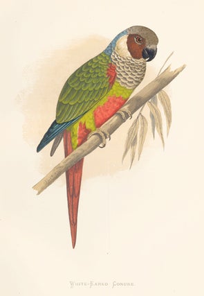 White-Eared Conure. Parrots in Captivity.
