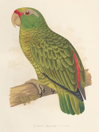 Festive Amazon Parrot. Parrots in Captivity.