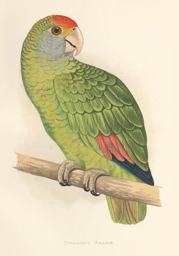 Item nr. 155555 Dufresne's Amazon. Parrots in Captivity. William Thomas Greene.