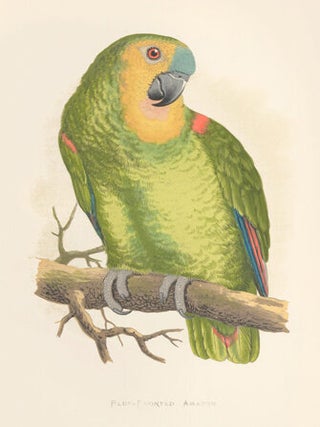 Blue-Fronted Amazon. Parrots in Captivity.