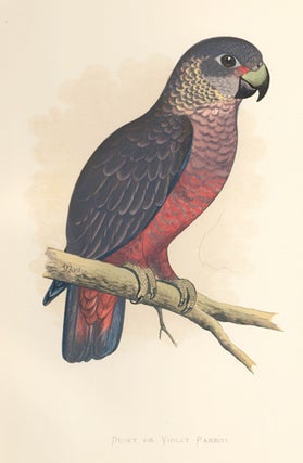 Dusky or Violet Parrot. Parrots in Captivity.