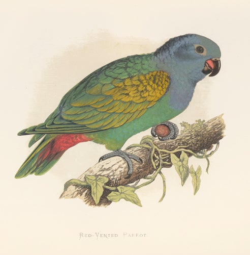 Item nr. 155558 Red-Vented Parrot. Parrots in Captivity. William Thomas Greene.