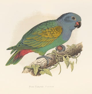 Red-Vented Parrot. Parrots in Captivity.