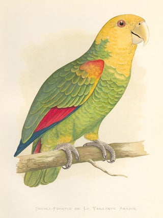 Double-Fronted or Le Vaillant's Amazon. Parrots in Captivity.