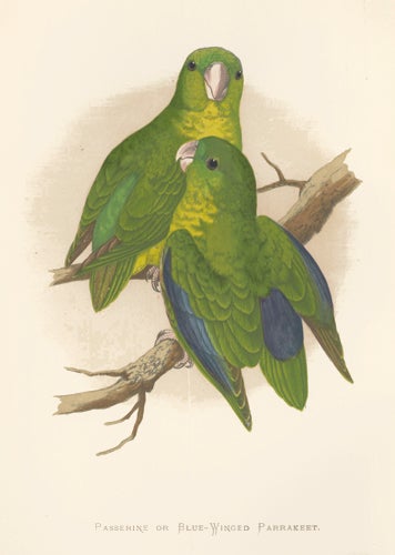 Item nr. 155615 Passerine or Blue-Winged Parrakeet. Parrots in Captivity. William Thomas Greene.