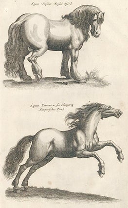 Item nr. 155631 Tab. II. Equus Frificus [Horses]. Historia Naturalis, De Quadrupedibus. Johann...