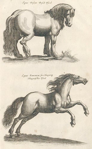 Item nr. 155631 Tab. II. Equus Frificus [Horses]. Historia Naturalis, De Quadrupedibus. Johann Jonston.