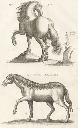 Item nr. 155632 Tab. III. Equus Pford and Equus Ethiopicus [Ethiopian Horse]. Historia Naturalis,...