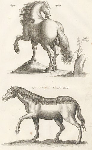 Item nr. 155632 Tab. III. Equus Pford and Equus Ethiopicus [Ethiopian Horse]. Historia Naturalis, De Quadrupedibus. Johann Jonston.