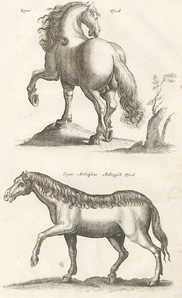 Tab. III. Equus Pford and Equus Ethiopicus [Ethiopian Horse]. Historia Naturalis, De Quadrupedibus.