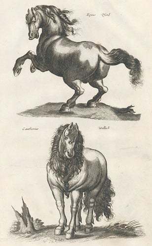 Item nr. 155633 Tab. IIII. Equus Pford and Cantherins Wallach [Gelding/Wallach]. Historia Naturalis, De Quadrupedibus. Johann Jonston.