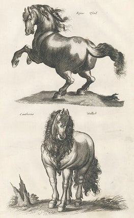 Tab. IIII. Equus Pford and Cantherins Wallach [Gelding/Wallach]. Historia Naturalis, De Quadrupedibus.