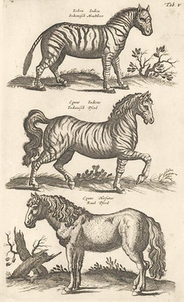 Item nr. 155634 Tab. V. Zebra Indica [Indian Zebra], Equus Indicus [Indian Horse] and Equus Rauh...