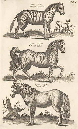 Item nr. 155634 Tab. V. Zebra Indica [Indian Zebra], Equus Indicus [Indian Horse] and Equus Rauh [Horse]. Historia Naturalis, De Quadrupedibus. Johann Jonston.