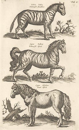 Tab. V. Zebra Indica [Indian Zebra], Equus Indicus [Indian Horse] and Equus Rauh [Horse]. Historia Naturalis, De Quadrupedibus.