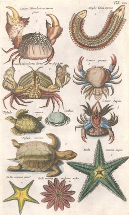 Item nr. 155635 Cancer promis [crab], Testudo marina [Sea turtle], and Stella marina major...