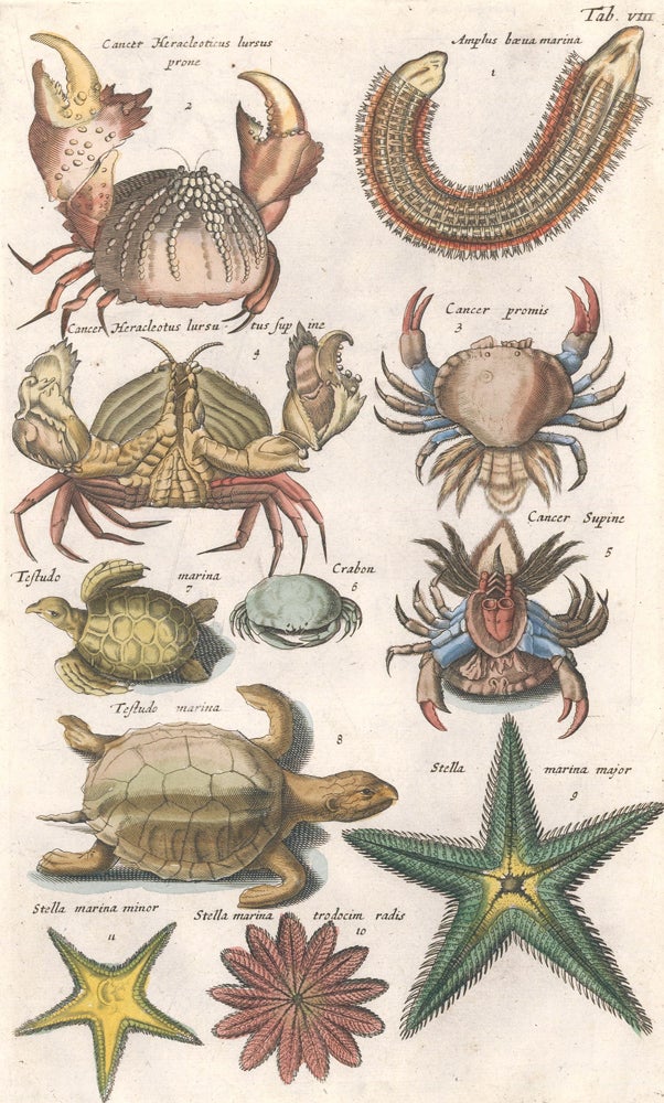 Item nr. 155635 Cancer promis [crab], Testudo marina [Sea turtle], and Stella marina major [Starfish]. Historia Naturalis, De Quadrupedibus. Johann Jonston.