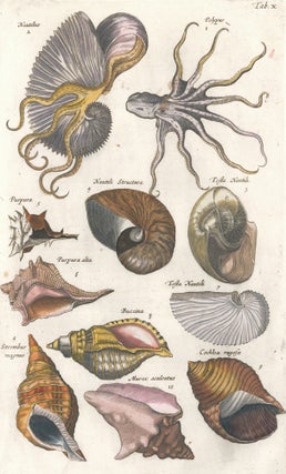 Item nr. 155638 Polypus [Octopus], Purpura [shell], and Murex aculeatus [Pendant Murex]. Historia...