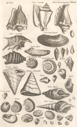 Item nr. 155641 Tab. XII. Concha Altera [Conch shell], Trochi [Trochus snail shells], and Nerites...