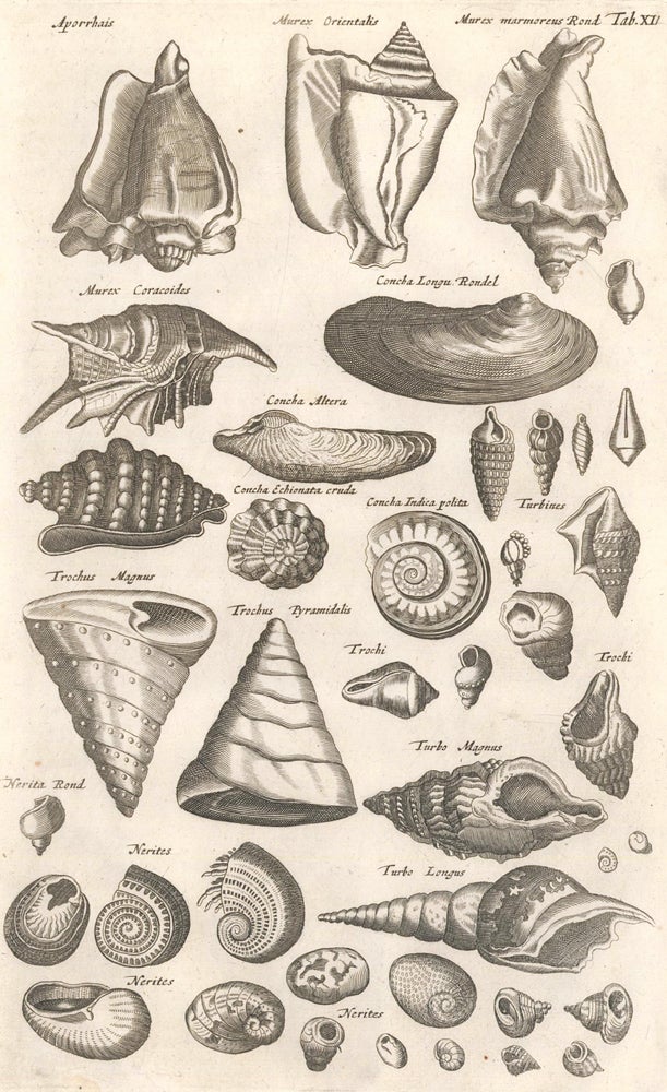 Item nr. 155641 Tab. XII. Concha Altera [Conch shell], Trochi [Trochus snail shells], and Nerites [snail shells]. Historia Naturalis, De Quadrupedibus. Johann Jonston.