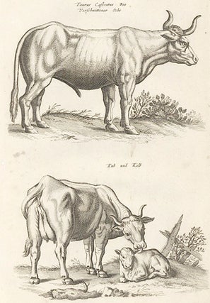 Item nr. 155642 Tab. XIII. Taurus Castratus Bos [bull] and Kuh and Kalb [cow and calf]. Historia...