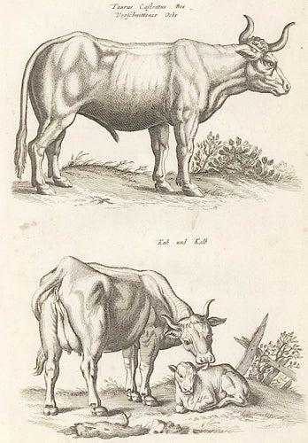 Item nr. 155642 Tab. XIII. Taurus Castratus Bos [bull] and Kuh and Kalb [cow and calf]. Historia Naturalis, De Quadrupedibus. Johann Jonston.