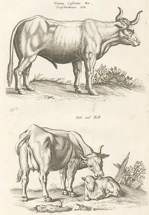 Tab. XIII. Taurus Castratus Bos [bull] and Kuh and Kalb [cow and calf]. Historia Naturalis, De Quadrupedibus.