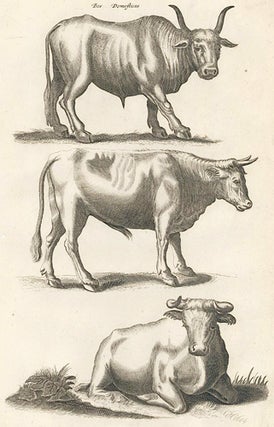 Item nr. 155643 Tab. XIII. Bos Domesticus [Domestic Bull]. Historia Naturalis, De Quadrupedibus....