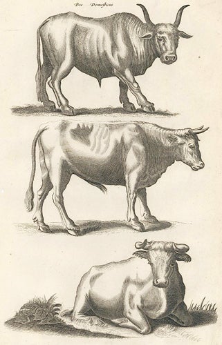 Item nr. 155643 Tab. XIII. Bos Domesticus [Domestic Bull]. Historia Naturalis, De Quadrupedibus. Johann Jonston.