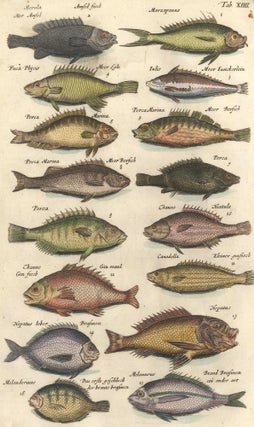 Item nr. 155644 Amsel fisch [Blackbird fish] and Perca [bass]. Historia Naturalis, De...