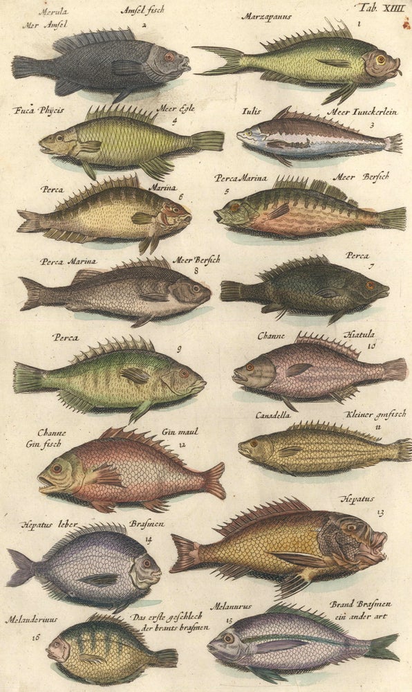 Item nr. 155644 Amsel fisch [Blackbird fish] and Perca [bass]. Historia Naturalis, De Quadrupedibus. Johann Jonston.