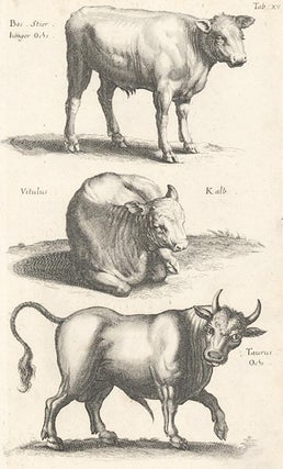 Item nr. 155645 Tab. XV. Bos stier [steer], Vitulus [calf] and Taurus [bull]. Historia Naturalis,...