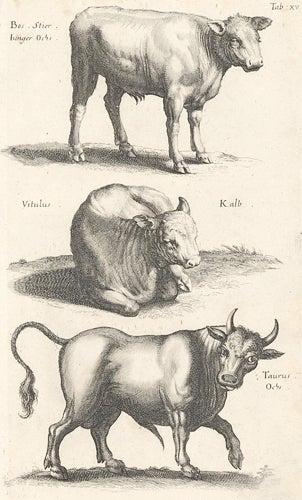 Item nr. 155645 Tab. XV. Bos stier [steer], Vitulus [calf] and Taurus [bull]. Historia Naturalis, De Quadrupedibus. Johann Jonston.