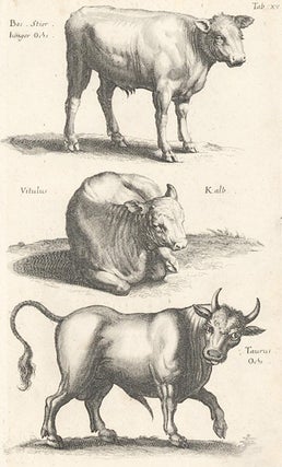 Tab. XV. Bos stier [steer], Vitulus [calf] and Taurus [bull]. Historia Naturalis, De Quadrupedibus.