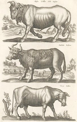 Item nr. 155646 Tab. XVI. Ochs Wisent [Bison or Ox], Bubalus Indicus [Indian Buffalo] and Vacca...
