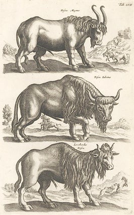 Item nr. 155647 Tab. XVII. Bisons Magnus [Great Bison], Bison Iubatus [Crested Bison] and...