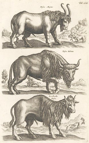 Item nr. 155647 Tab. XVII. Bisons Magnus [Great Bison], Bison Iubatus [Crested Bison] and Locobardus Bison. Johann Jonston.