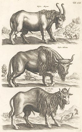 Tab. XVII. Bisons Magnus [Great Bison], Bison Iubatus [Crested Bison] and Locobardus Bison.