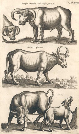Item nr. 155648 Tab. XVIII. Wild Ochsen Geschlecht [Wild ox], Bubalus Africanus [African buffalo]...